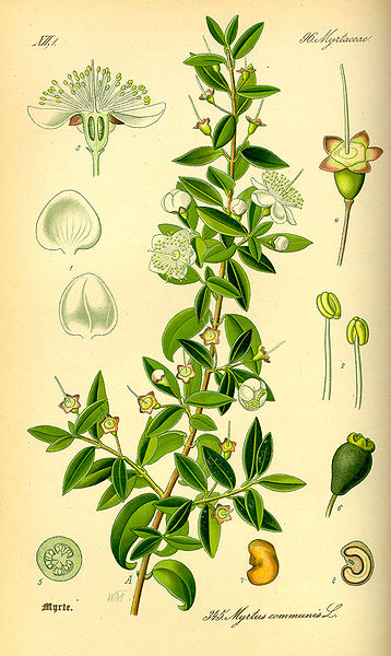 Myrtus communis ct cineol Myrtus communis ct cineol